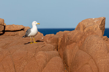 Sardinien, Perle im Mittelmeer