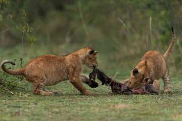 Fototapeta na wymiar Lion cubs playing with a part of buffalo kill at Masai Mara, Kenya
