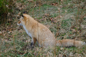 Ezo red fox Vulpes vulpes schrenckii stalking prey. Utoro. Shiretoko Peninsula. Hokkaido. Japan.
