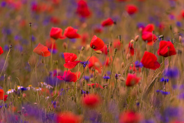 Fototapeta premium Meadow with beautiful bright red poppy flowers