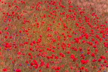 Meadow with beautiful bright red poppy flowers