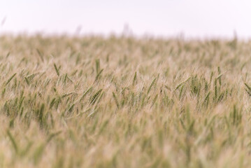 Fototapeta premium Wheat Field in Evening Sunlight. Shallow DOF.