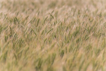 Wheat Field in Evening Sunlight. Shallow DOF.