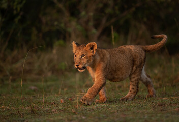 Fototapeta na wymiar A Lion cub in the morning hours at Masai Mara, Kenya
