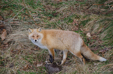Ezo red fox Vulpes vulpes schrenckii. Utoro. Shiretoko Peninsula. Hokkaido. Japan.