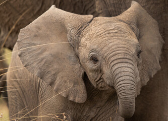 Closeup of a  juvenile elephant with mother at Masai mara, Kenya © Dr Ajay Kumar Singh