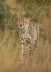 Portrait of a Cheetah walking savannah, Masai Mara