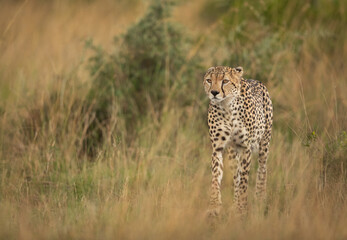 Portrait of a Cheetah walking savannah, Masai Mara