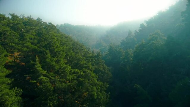 drone view of forest in foggy weather