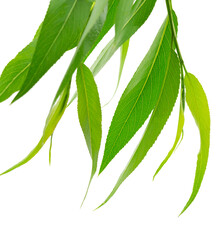branches of willow with green leaves are isolated on white background. Spring foliage. Willow...