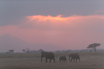 African elephants during sunset at Amboseli, Kenya