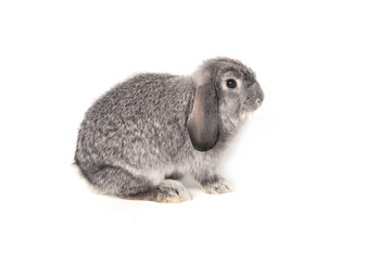Obraz premium Grey baby rabbit on a white background.