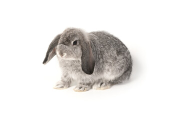 Grey baby rabbit on a white background.