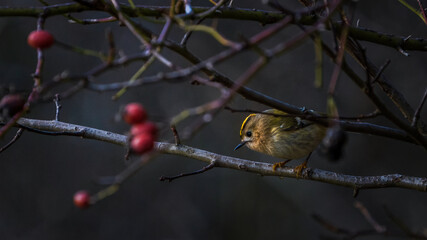 Wintergoldhähnchen in den Morgenstunden