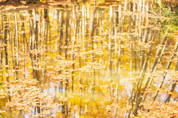 新潟　池に映り込んだブナ林