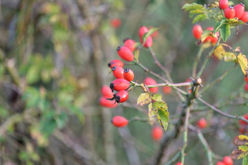Nahaufnahme von reifen Hagebuttenfrüchten am Zweig mit viel Textfreiraum im verschwommen Hintergrund