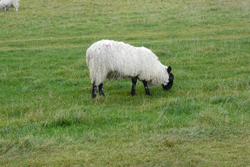 sheep and lambs