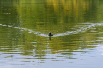 Eurasian Coot Swimming At Lake Hinterbruehl