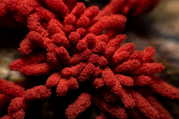 macro photo of red mushroom in the forest