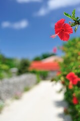 沖縄県竹富島ハイビスカスと青空と集落