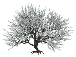 Kirschblüten Baum, Baum, Blüten, Frühling, weiss, png