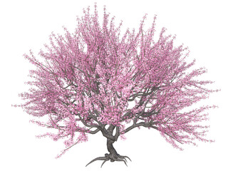 Obraz premium Kirschblüten Baum, Baum, Blüten, Frühling pink, rosarote , png, Hintergrund transparent 