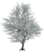 Obraz premium Kirschblüten Baum, Baum, Blüten, weiss, png, Hintergrund transparent 