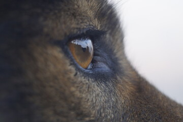close up of an eye of a dog