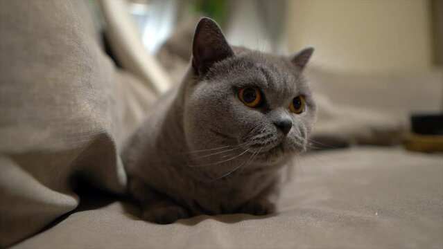 S&uuml;sse Katze sitzt auf Couch und fokusiert ihr Spielzeug