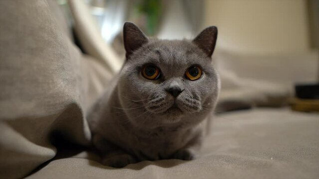 S&uuml;sse Katze sitzt auf Couch und fokusiert ihr Spielzeug