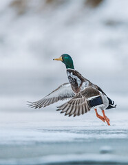 Mallard taking off