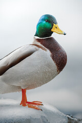 Portrait of a male mallard