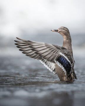 Female mallard with outstretched wings
