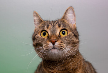 A close up of a brown cat's head