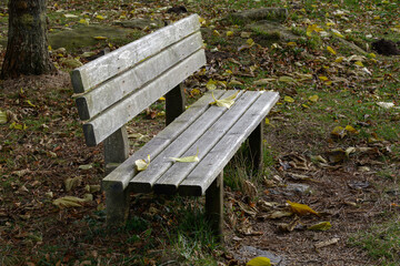 old bench of dry planks of wood in a public park seen diagonally, from the side, grass, with freshly fallen leaves resting calmly on it. Nostalgia, tranquility, freshness, tranquility,