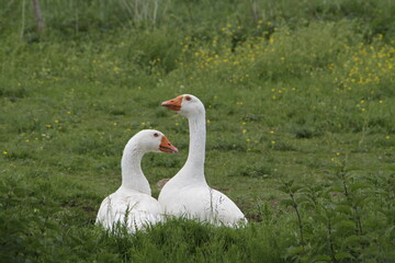 Gänse  schnattern aufgeregt auf der Wiese. Thüringen, Deutschland, Europa - 
Geese cackle excitedly in the meadow. Thuringia, Germany, Europe