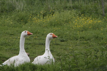 Gänse  schnattern aufgeregt auf der Wiese. Thüringen, Deutschland, Europa - 
Geese cackle excitedly in the meadow. Thuringia, Germany, Europe