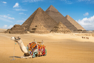 A camel with a view of the pyramids at Giza, Egypt