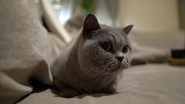 S&uuml;sse Katze sitzt auf Couch und fokusiert ihr Spielzeug