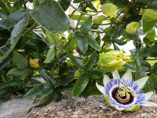 Blue passionflower - Passiflora caerulea