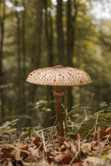 Pilz im Wald