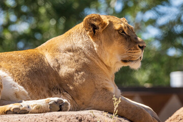 Lioness relaxing in a zoo enclosure