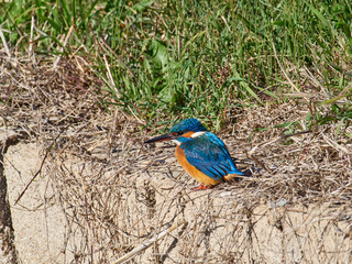 Common kingfisher, Alcedo atthis, in the marsh of the albufera of Valencia, Spain