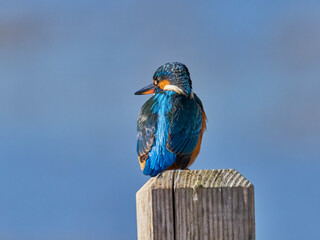 Common kingfisher, Alcedo atthis, in the marsh of the albufera of Valencia, Spain
