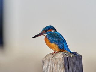 Common kingfisher, Alcedo atthis, in the marsh of the albufera of Valencia, Spain