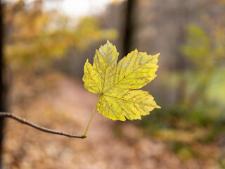 Autumn leaf in the forest