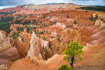 view into bryce canyon from sunrise point