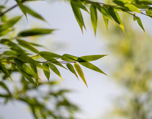 Bamboo leaves in the sunlight