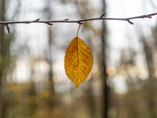 Autumn leaf in the forest