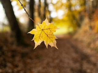 Autumn leaf in the forest